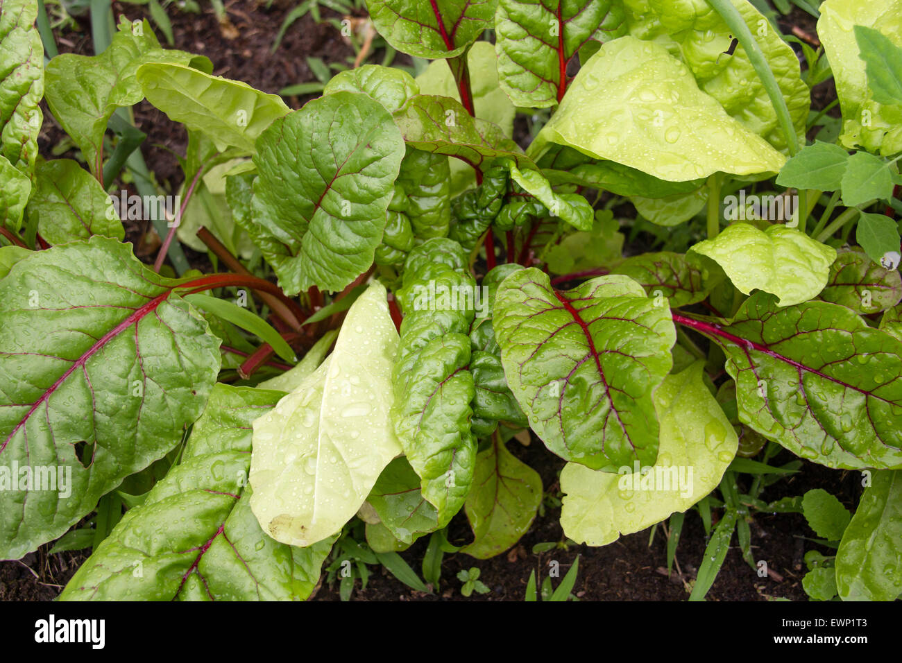 Croissance organique de blettes dans le jardin Banque D'Images