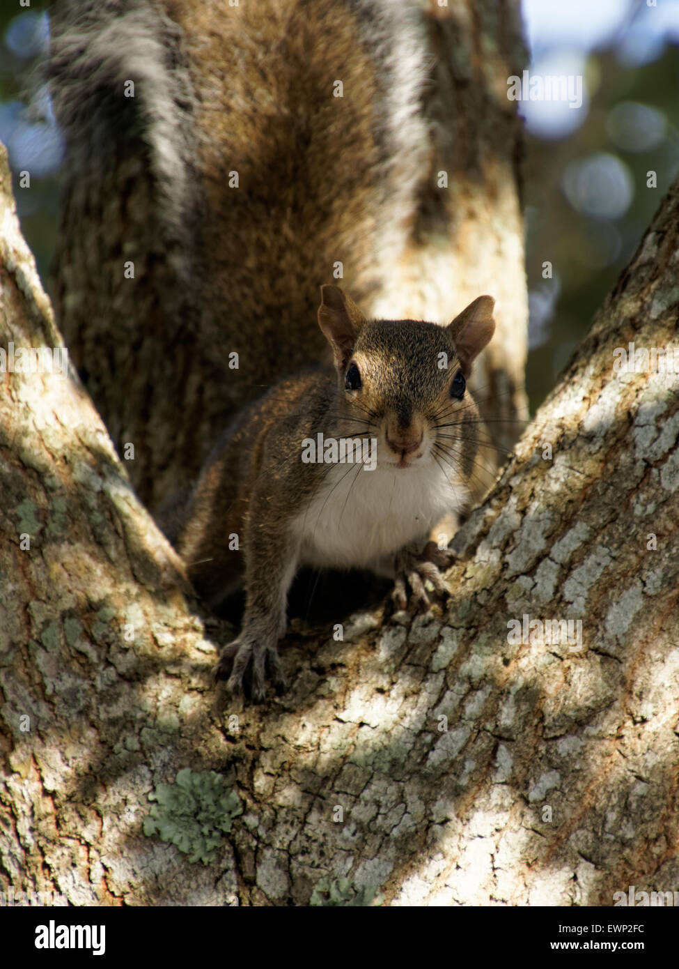 L'Écureuil gris avec de dans un arbre Banque D'Images
