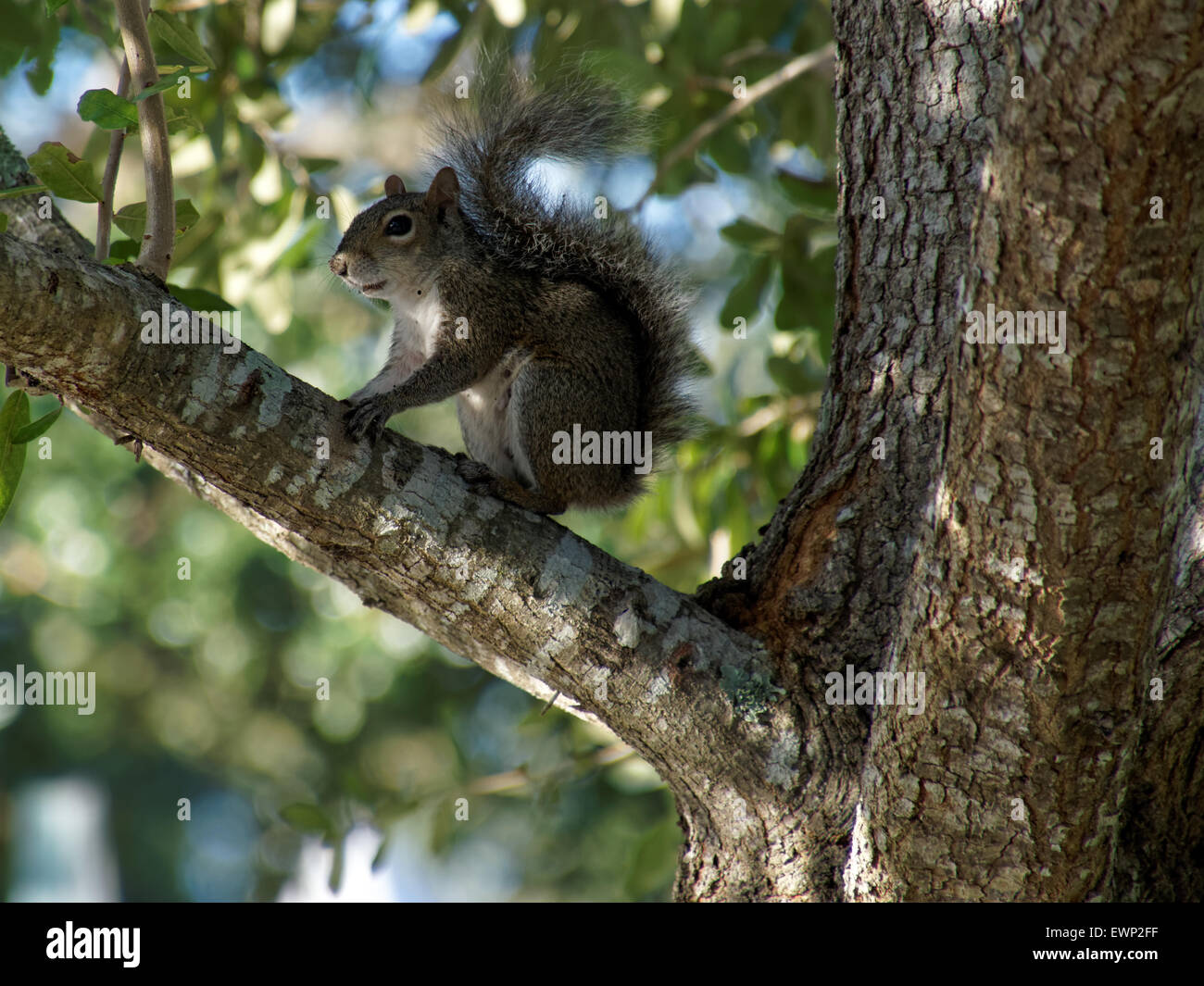 Squirrelhaving gris de l'un en-cas dans un arbre Banque D'Images