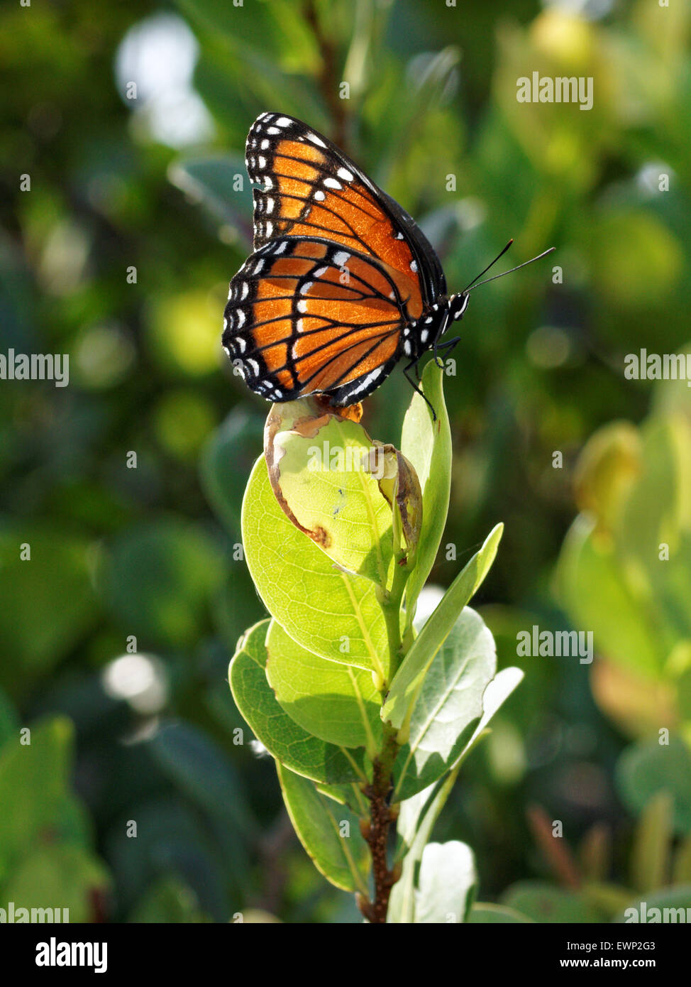 Regal Monarch Butterfly posant sur le feuillage Banque D'Images