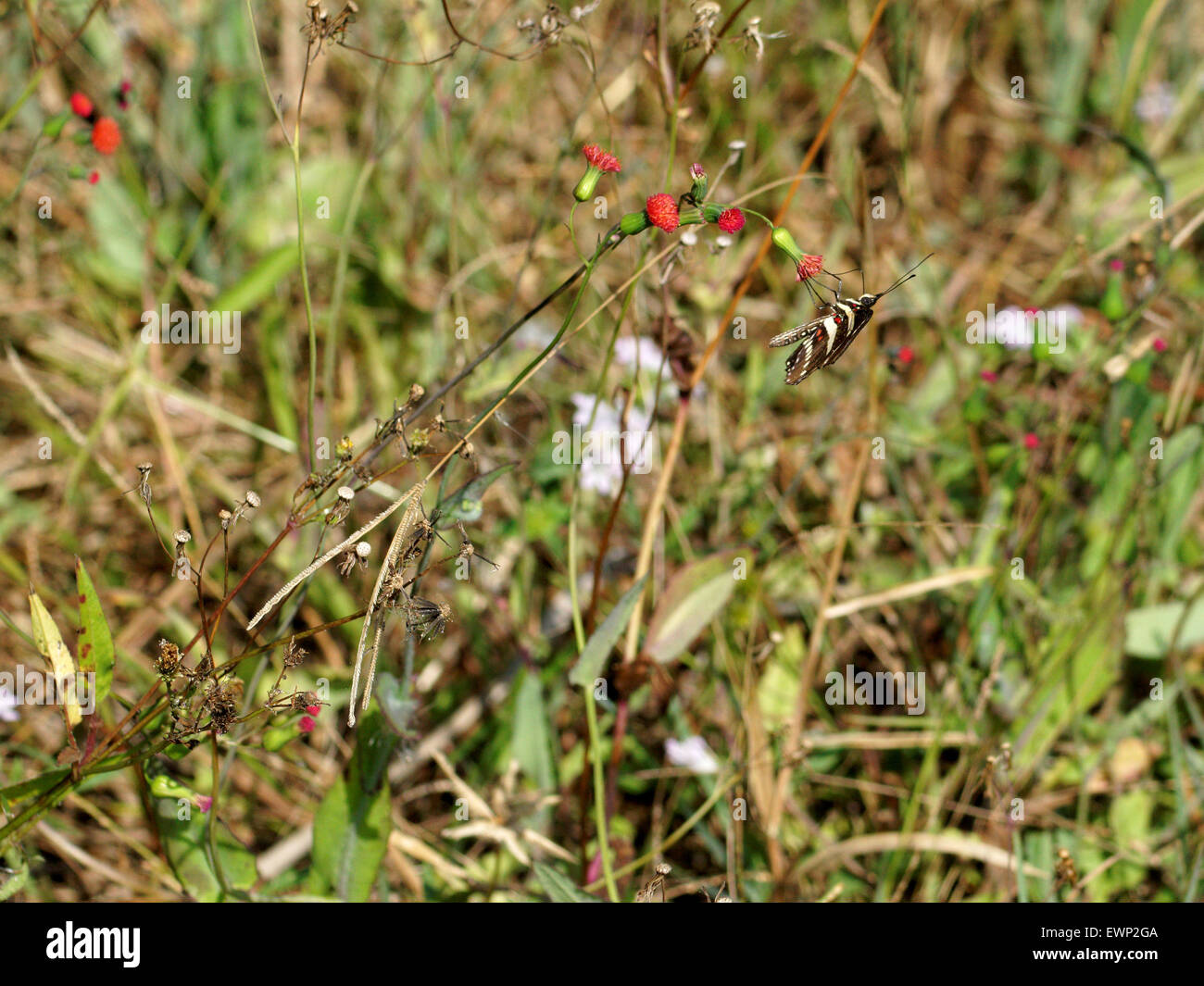 Zebra Longwing Butterfly la collecte de nectar de fleurs sauvages un Banque D'Images