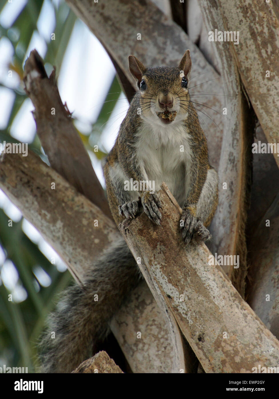 L'Écureuil gris sur l'arbre avec la bouche pleine de nourriture Banque D'Images