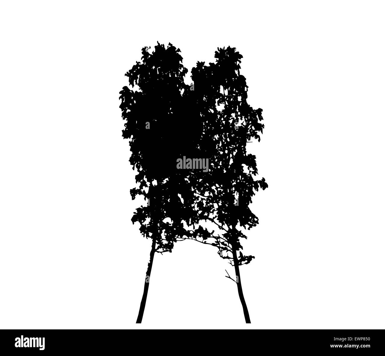 Arbre Silhouette isolated on White Backgorund. Vector Illustration Illustration de Vecteur