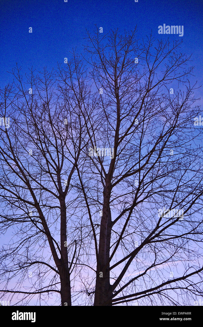 Crépuscule hiver arbre Banque D'Images