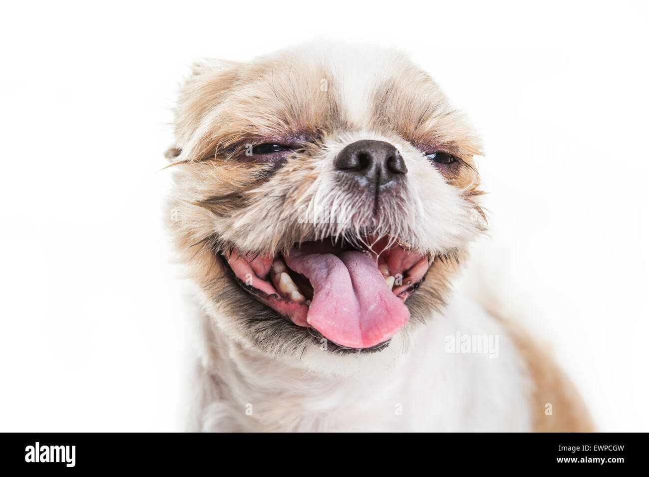 Lhassa Apso Chien sur un fond blanc Banque D'Images