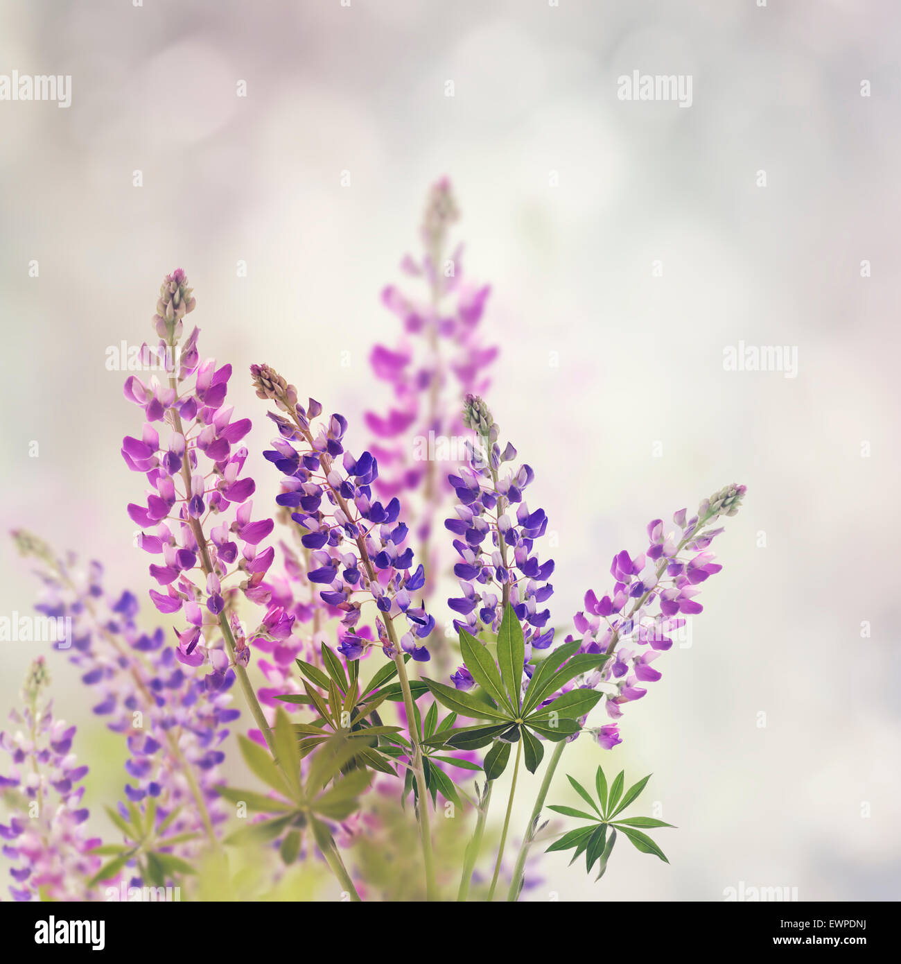 Rose et violet fleurs Lupin Banque D'Images
