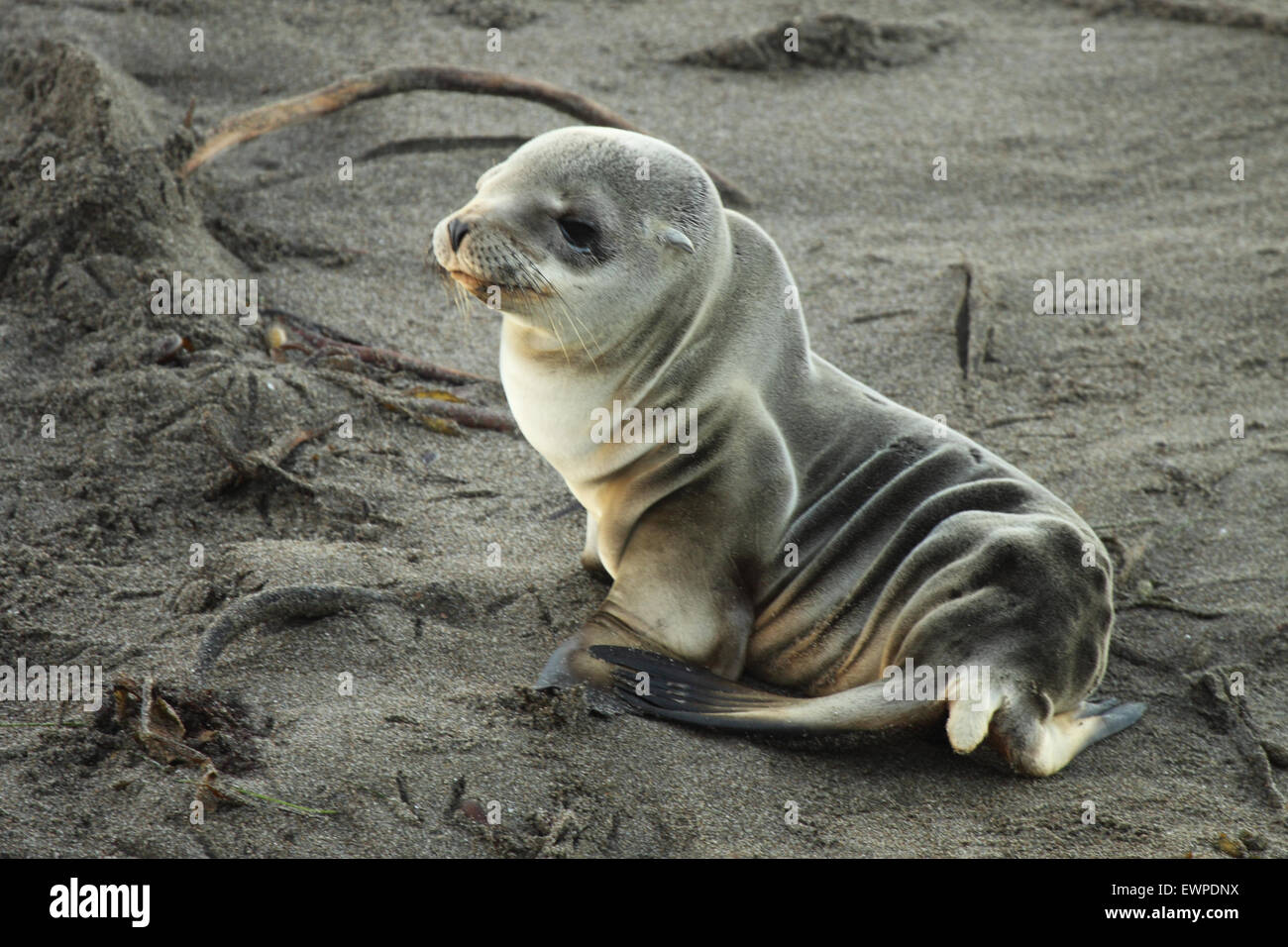 Un bébé éléphant de mer se reposant sur le sable de la plage Photo Stock Alamy