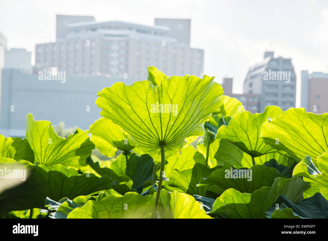 Les feuilles de lotus,bassin Shinobazu,parc Ueno,Taito-Ku Tokyo,Japon, Banque D'Images