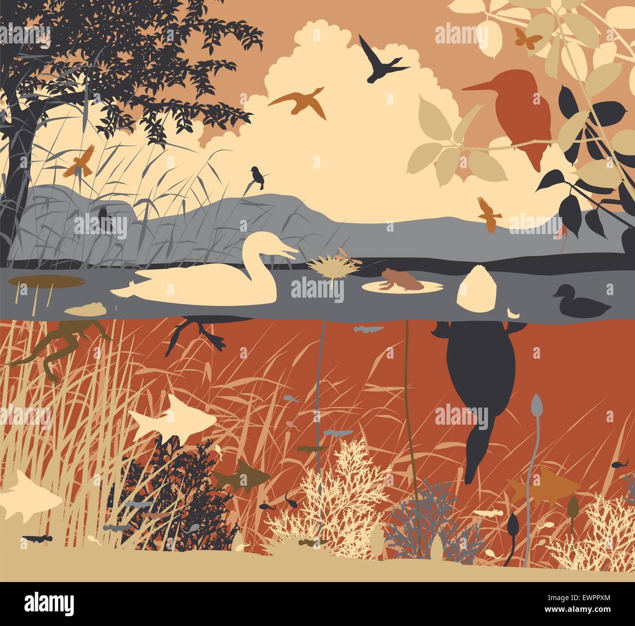 Spe8 illustration vectorielle modifiable de la diversité de la faune dans un écosystème d'eau douce avec tous les chiffres en tant qu'objets séparés Illustration de Vecteur