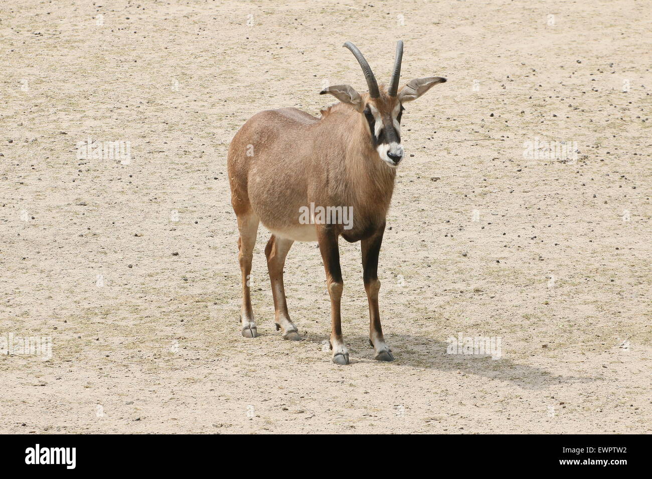 Roan antelope hippotragus equinus savanna Banque de photographies et d ...
