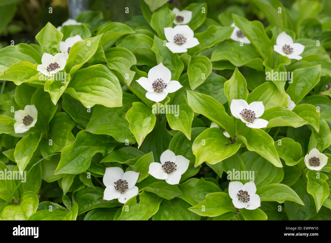 Cornus canadensis Banque D'Images