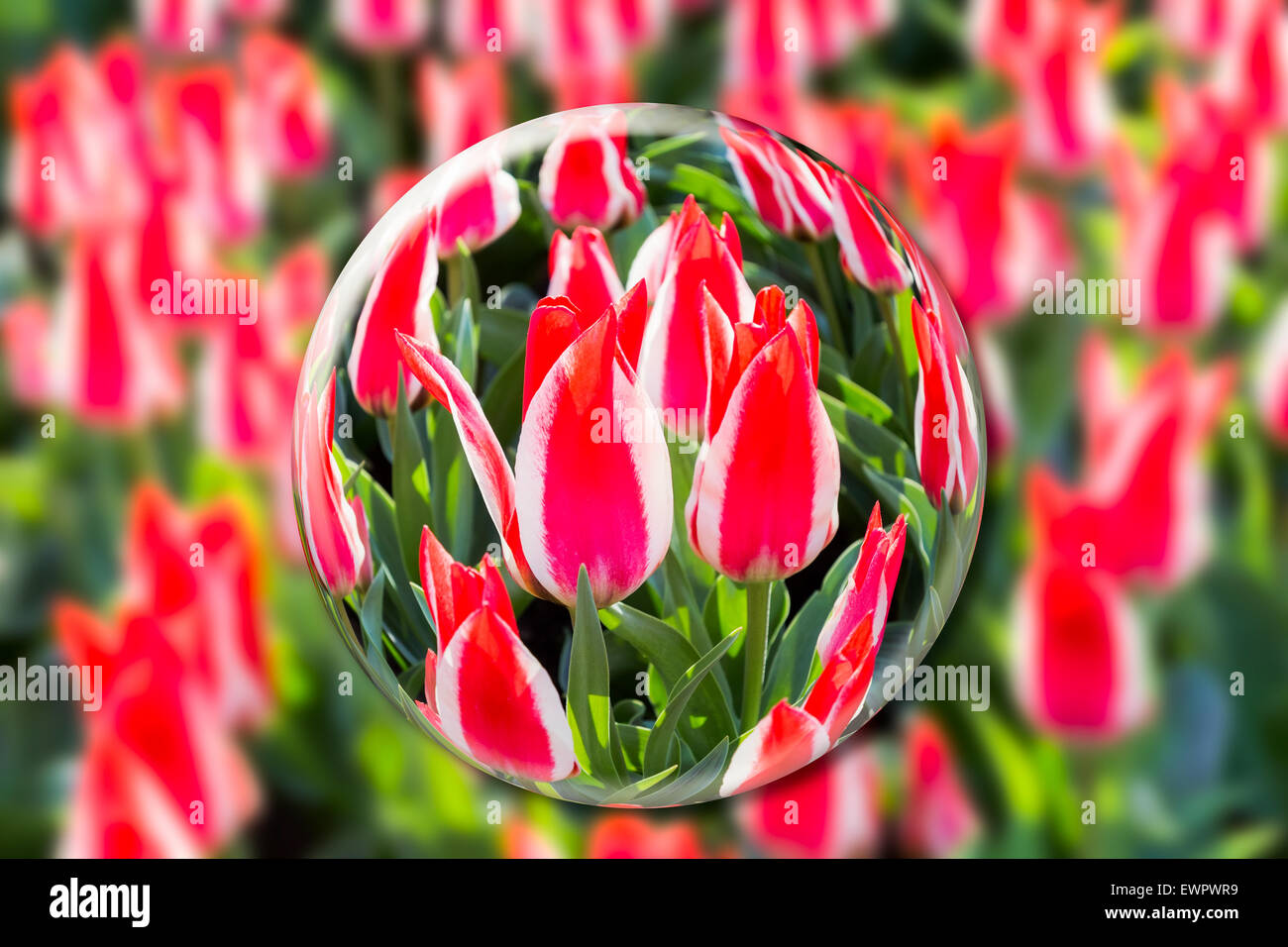 Sphère de verre rouge-blanc avec fleurs tulipes au champ à Keukenhof Holland Banque D'Images