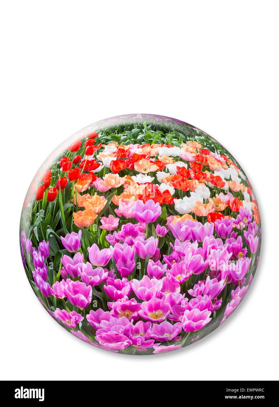 Sphère de verre de couleur différentes avec les tulipes à Keukenhof Holland isolé sur fond blanc Banque D'Images