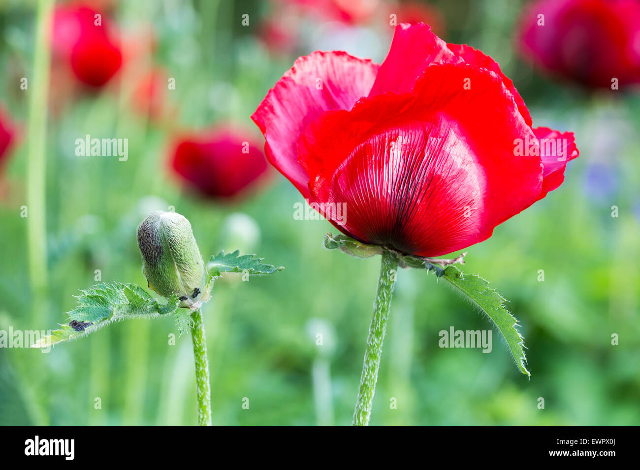 Coquelicot rouge avec bouton floral en été Banque D'Images