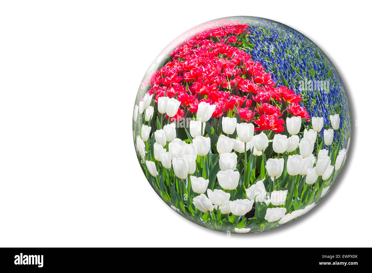 Rouge Blanc tulipes et muscaris bleus en bille de verre dans le Keukenhof Holland Banque D'Images