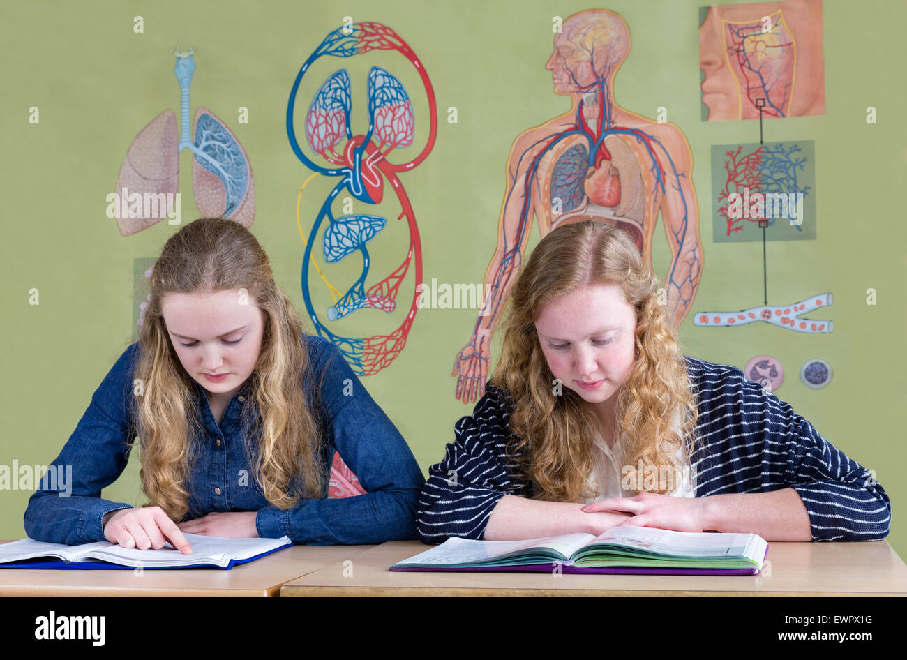 Deux copines shadow of lecture livres scolaires avec la biologie de la circulation sanguine tableau mural Banque D'Images