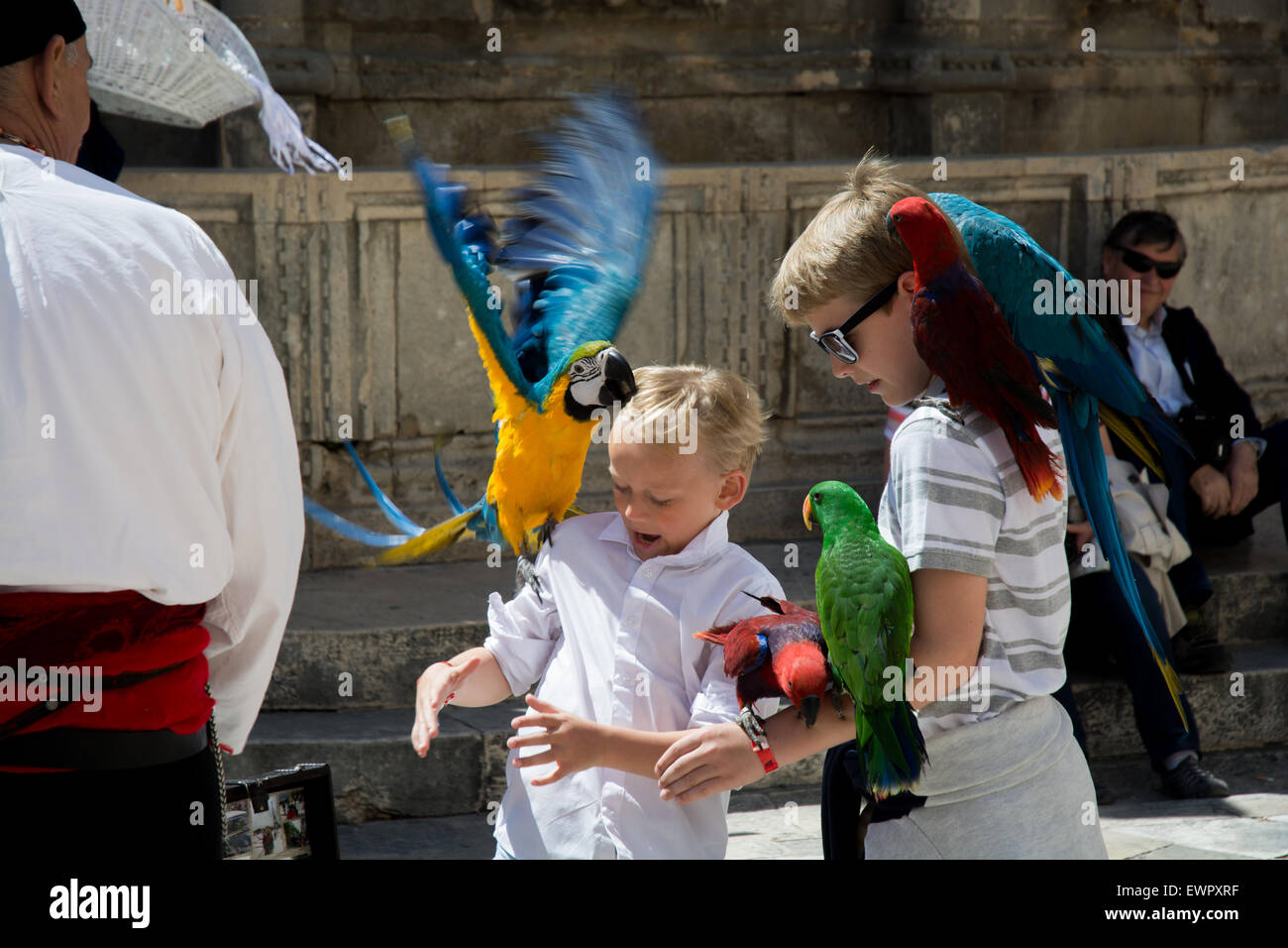 Les enfants et les oiseaux exotiques du vendeur de rue, vieille ville de Dubrovnik, Croatie Banque D'Images