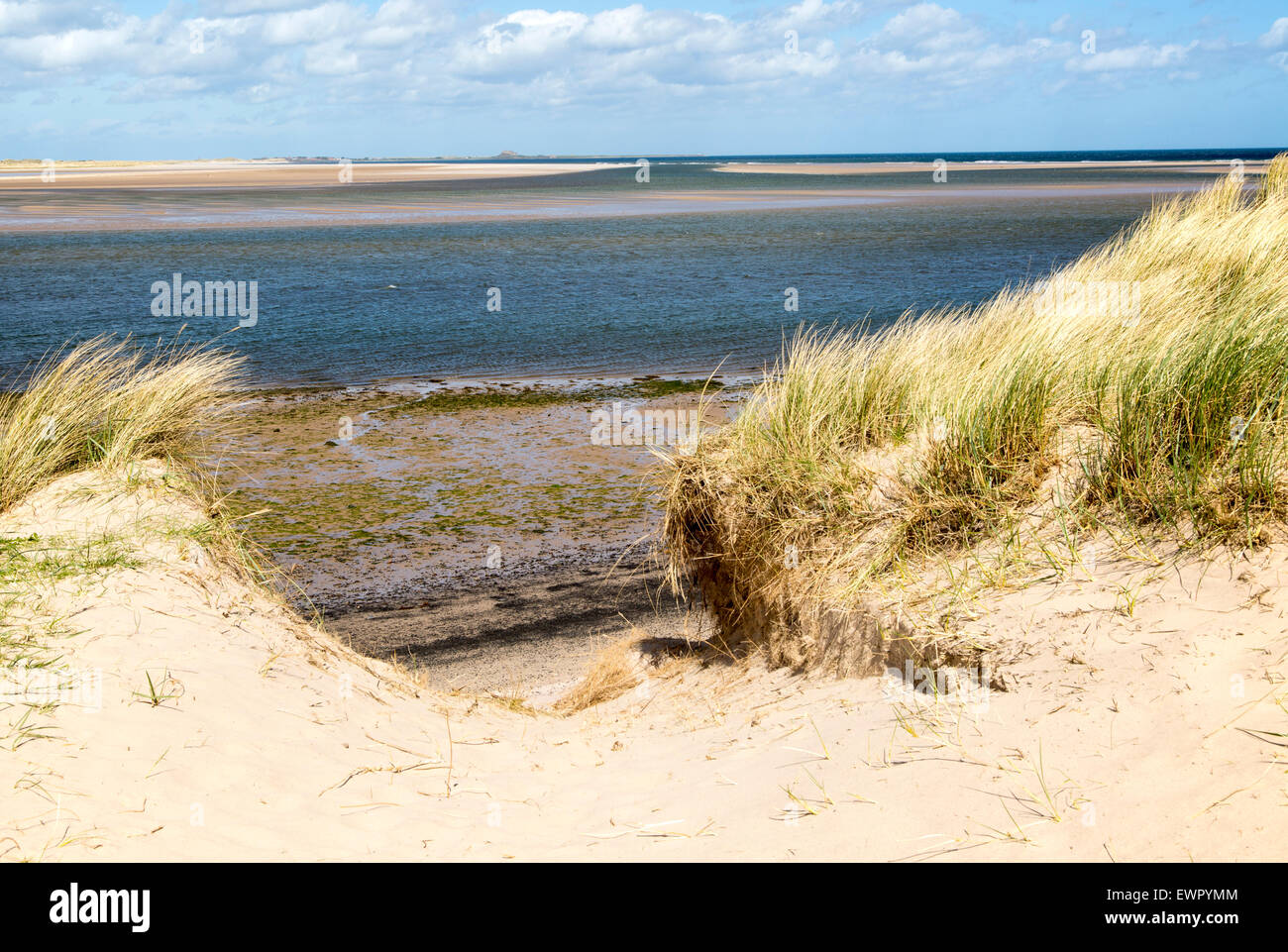 Plage de sable à marée basse, Budle Bay, Northumberland, England, UK Banque D'Images