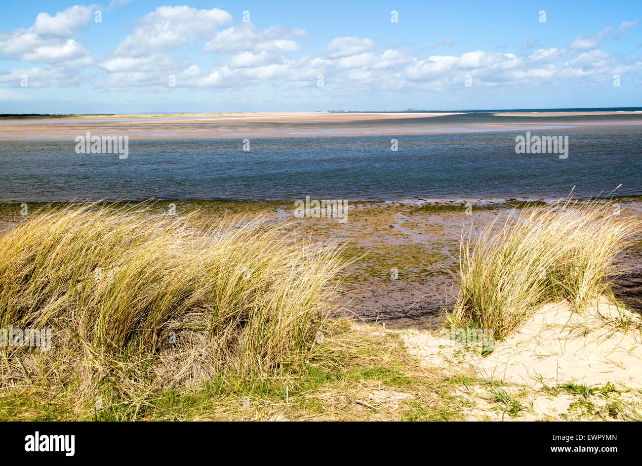 Plage de sable à marée basse, Budle Bay, Northumberland, England, UK Banque D'Images