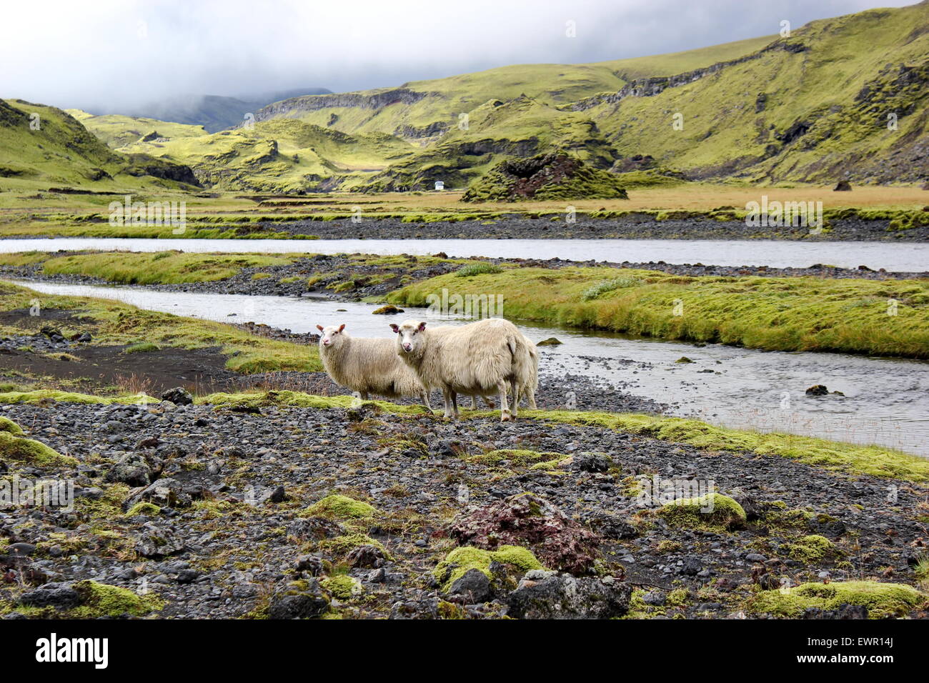 Moutons sur le champ de lave, Eldgja, Islande Banque D'Images