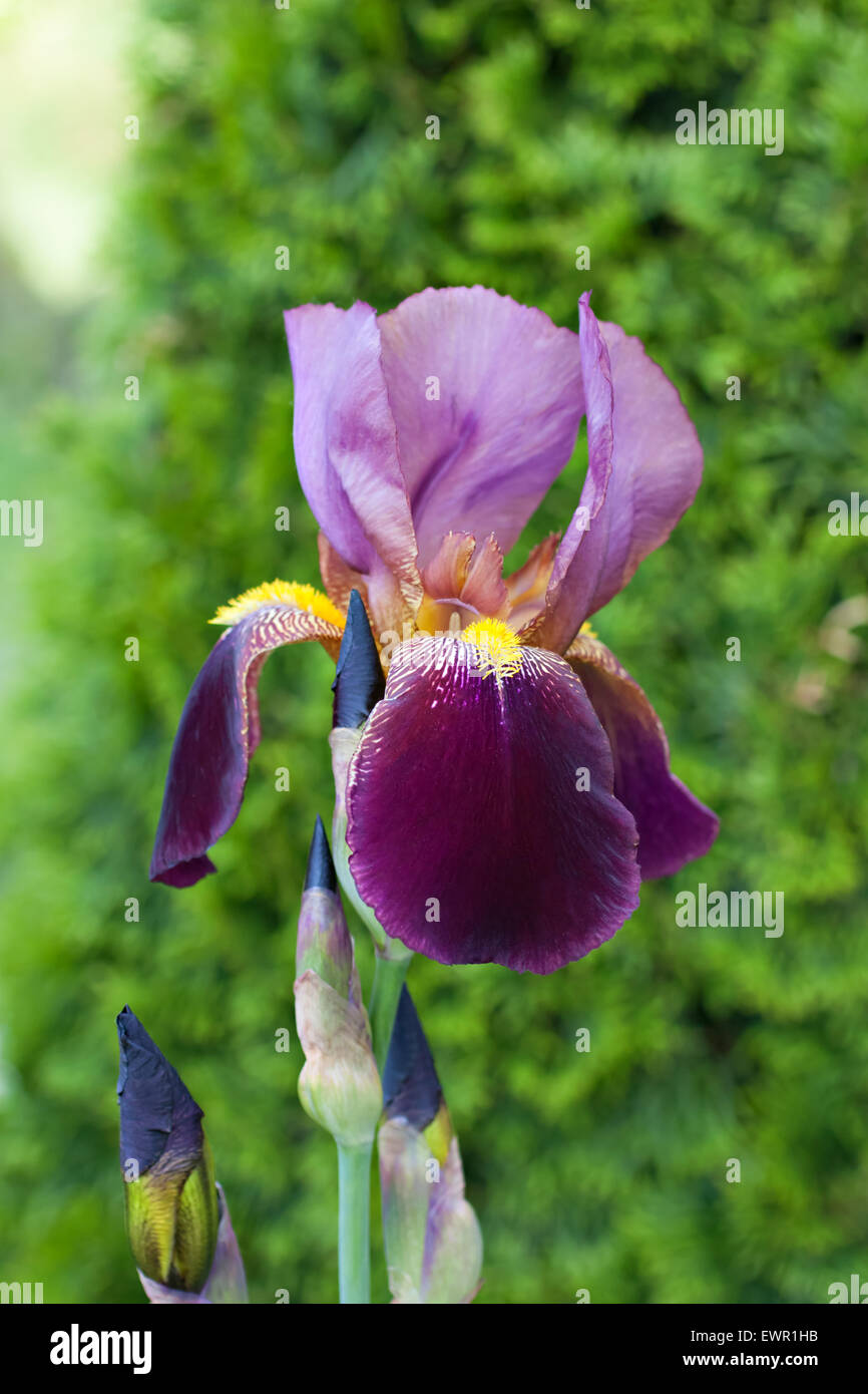 Gros plan de mise au point sélective violet fleur iris (iris germanica) sur fond naturel. Profondeur de champ Banque D'Images