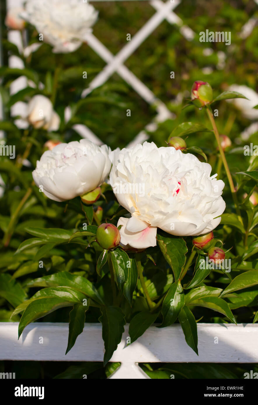 Belles fleurs blanches dans le jardin de plus en plus sur la journée d'été. Selective focus, faible profondeur de champ Banque D'Images