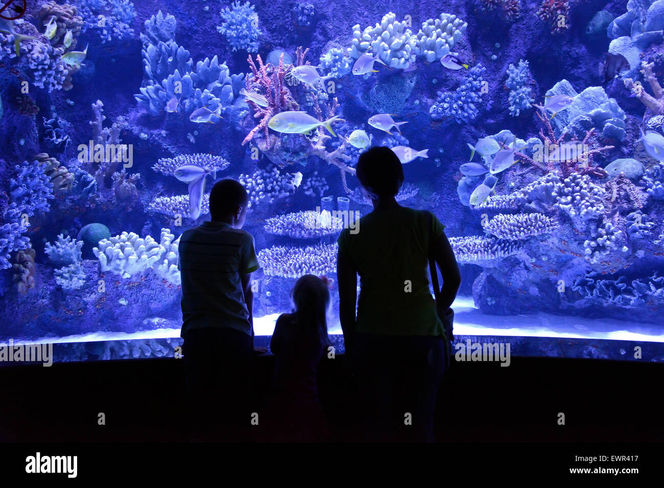Les gens regardent un grand aquarium Banque D'Images
