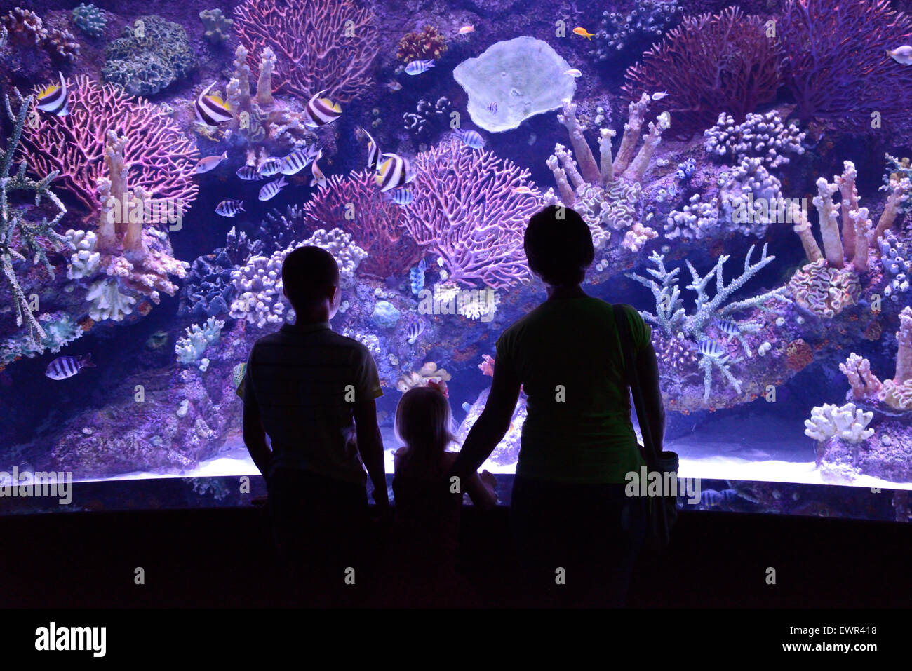 Les gens regardent un grand aquarium Banque D'Images