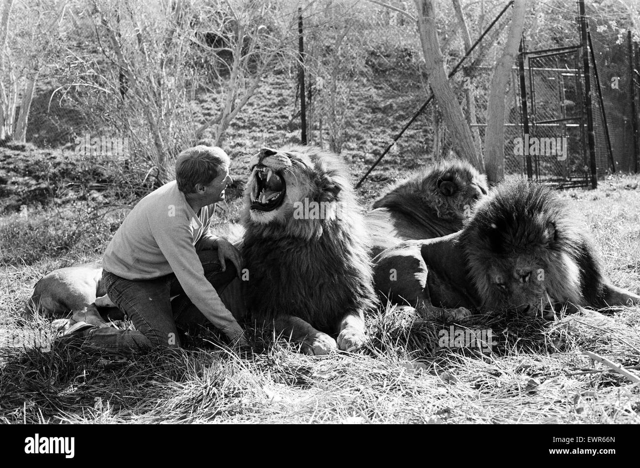 Noel Marshall avec ses animaux sur son San Fernando Valley composé. 25 janvier 1982. Banque D'Images