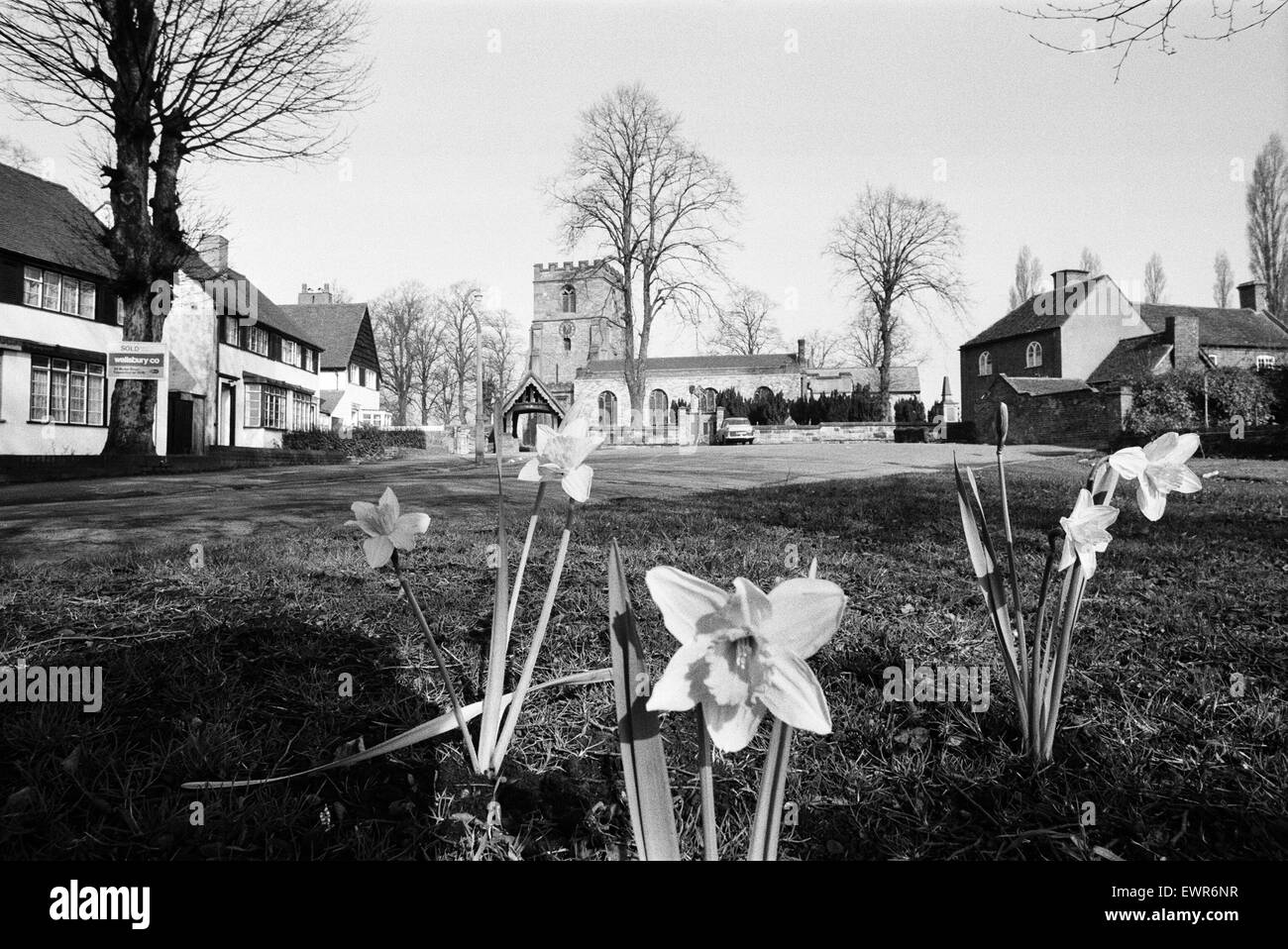Printemps jonquilles fleurissent sur la place du village à Pattingham, Staffordshire, West Midlands, 11 mars 1971. Visage d'Angleterre 1971. Banque D'Images