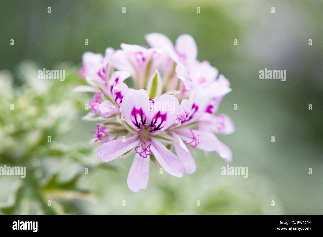 Pelargonium 'Plymouth' dame. Banque D'Images