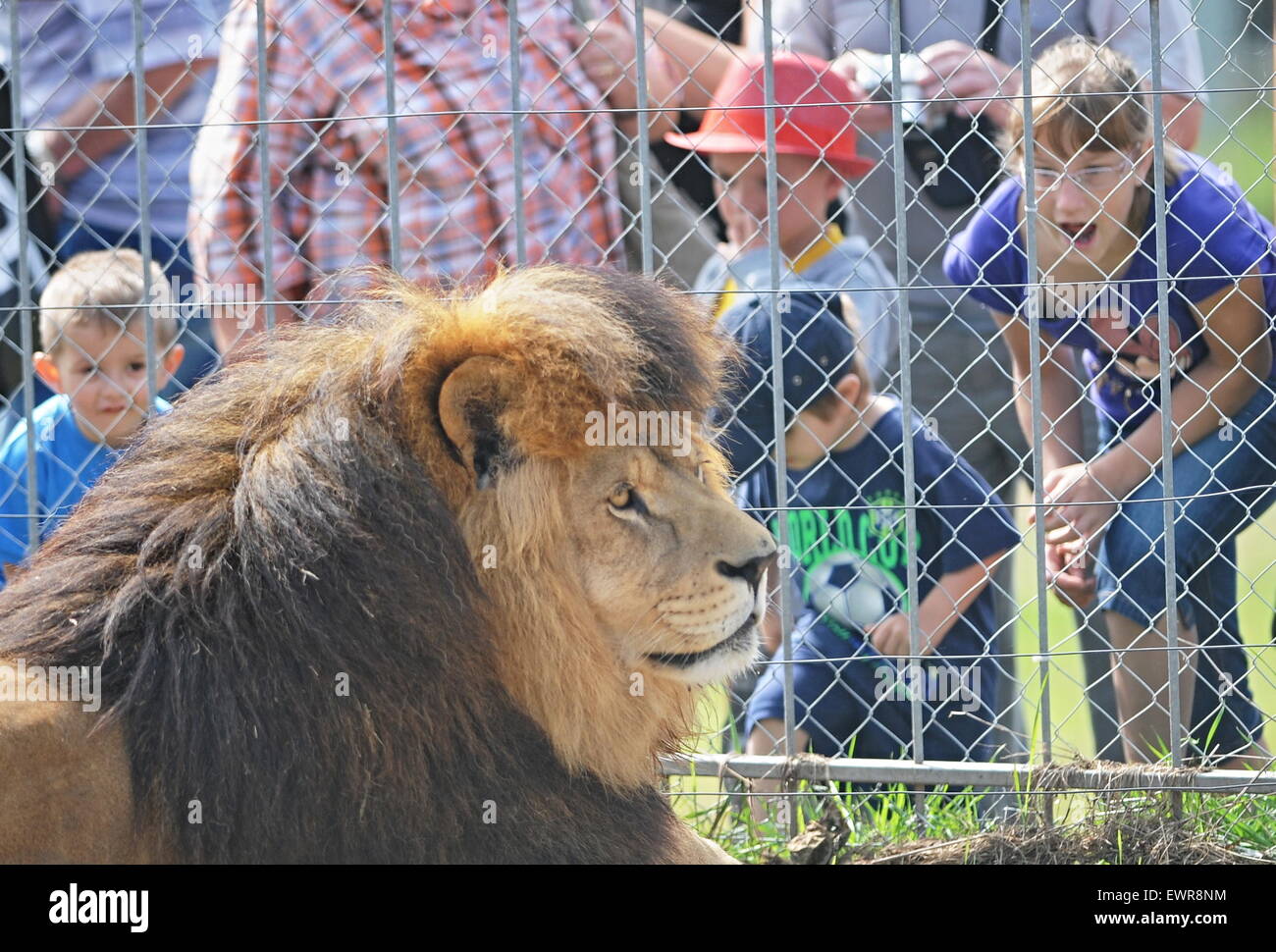 Tabor, République tchèque. 30 Juin, 2015. Les enfants regardent principalement les visiteurs au cours de la lion Zoo réouverture à Tabor, en République tchèque, le 30 juin 2015. © Vaclav Pancer/CTK Photo/Alamy Live News Banque D'Images