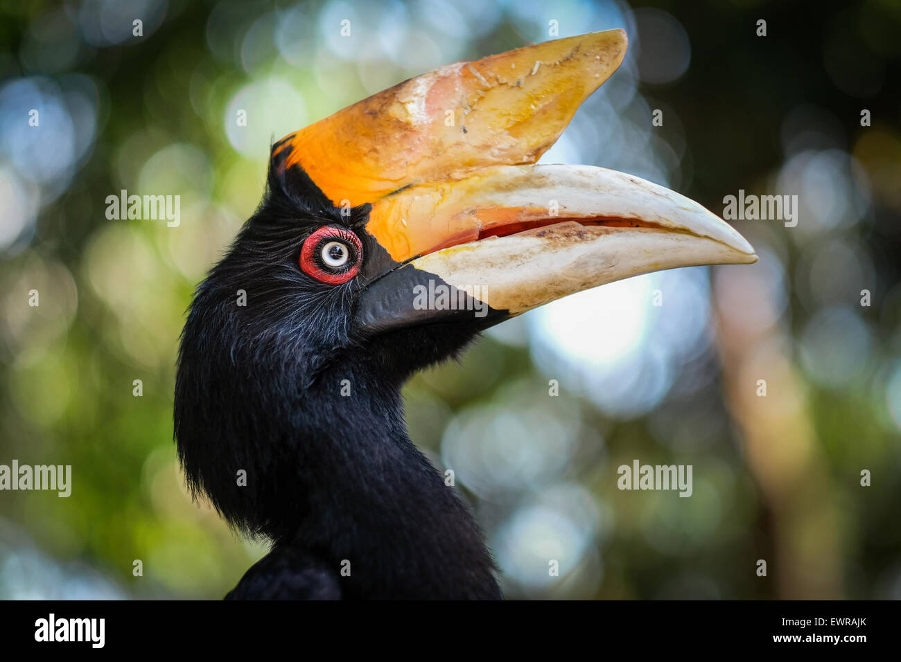 Une femelle adulte de Rhinoceros hornbill (Buceros rhinocéros) est photographiée au zoo de Bali à Singapadu, Sukawati, Gianyar, Bali, Indonésie. Banque D'Images