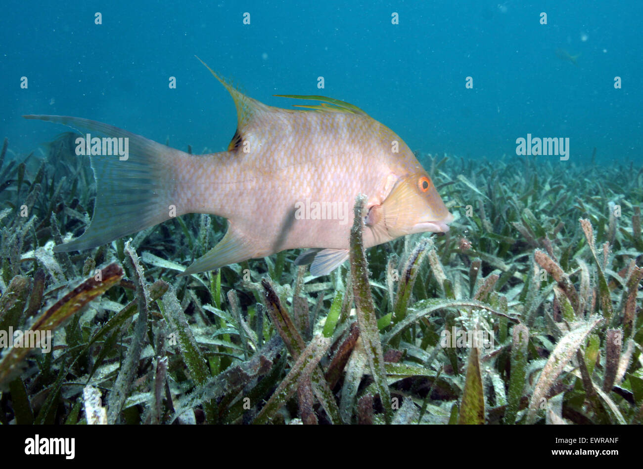 21 MAI 2015 : une nage cochons à travers une télévision de l'herbe à côté d'un roseau de corail dans les eaux des environs de Key West, Floride. Photo b Banque D'Images