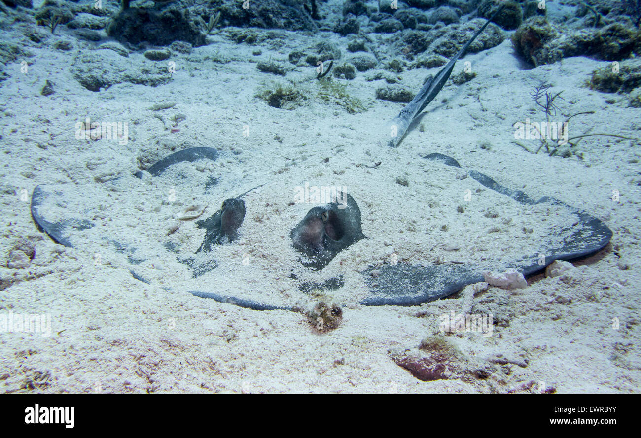 Le sud de Stingray se cachant dans le sable. Banque D'Images