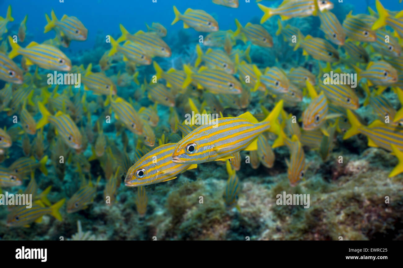 Sanctuaires marins promouvoir la protection des espèces marines, telles que l'Achigan à petite bouche ces grognements. Banque D'Images