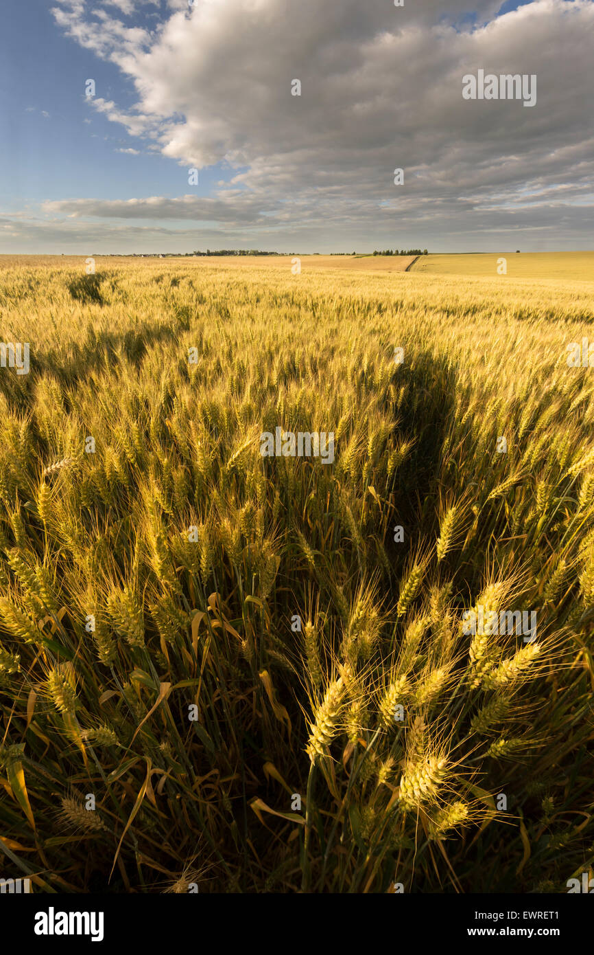 Journée d'été dans le domaine agraire Banque D'Images