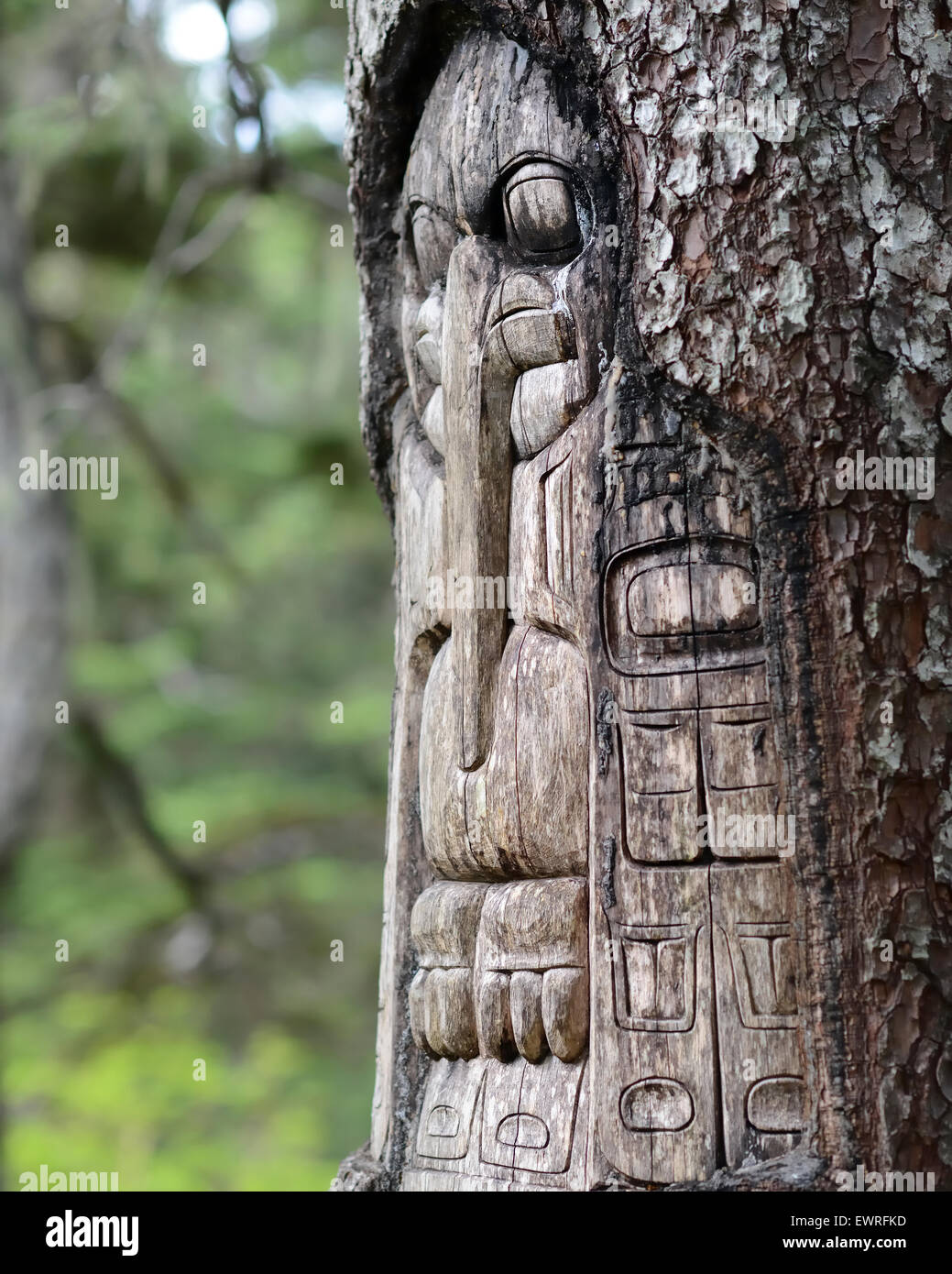 Arbre sculpté par les Indiens Tlingit indigènes le long d'un sentier au sommet du Mt. Roberts à Juneau, Alaska, USA. Banque D'Images