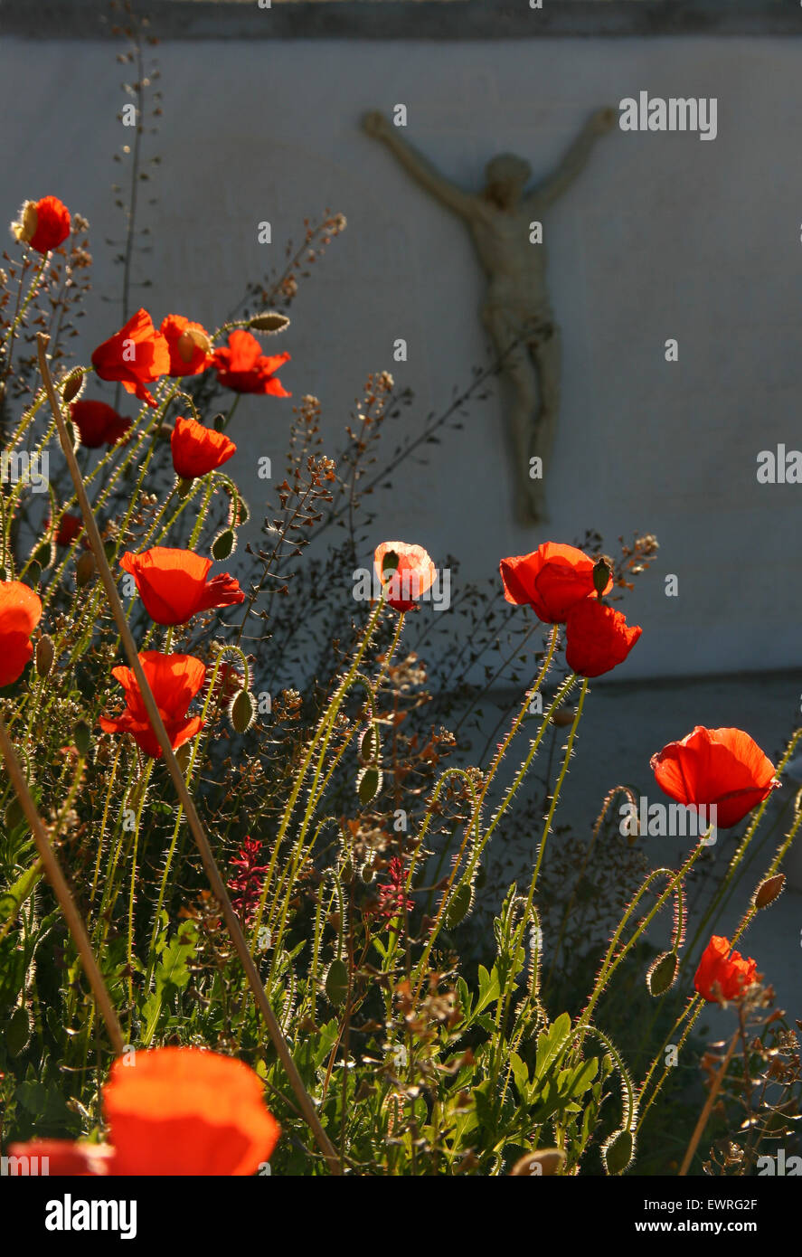 Coquelicots au cimetière Banque D'Images