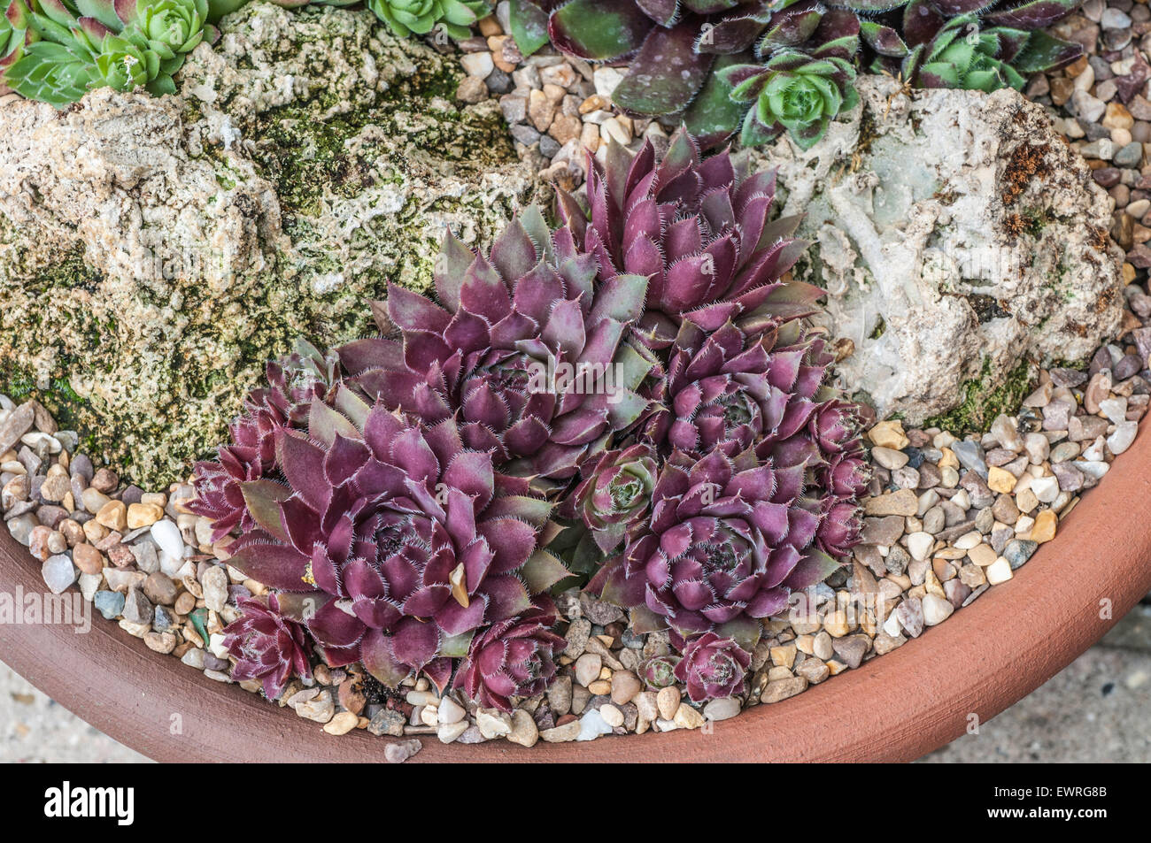 Sempervivum 'Lavender & Old Lace' Banque D'Images