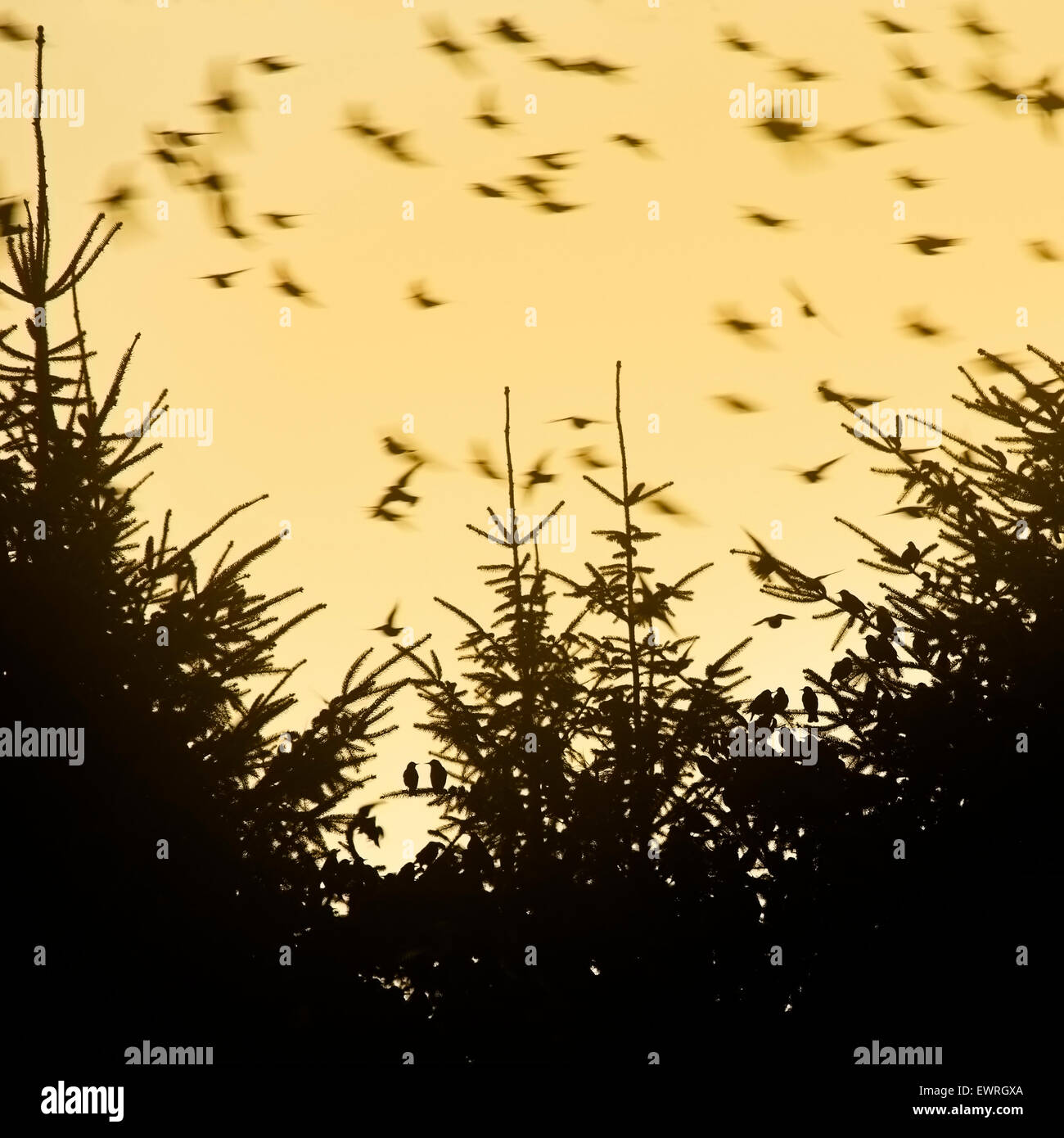 Les étourneaux se percher dans les arbres conifères Banque D'Images