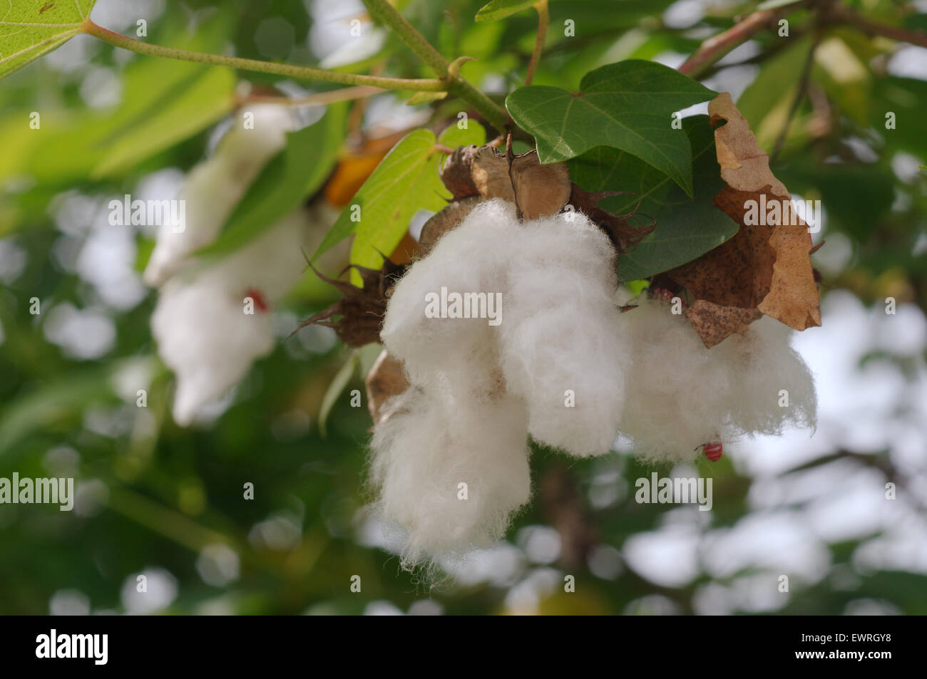 Boules de coton Prêt pour la récolte, province de Loei, Thaïlande Banque D'Images