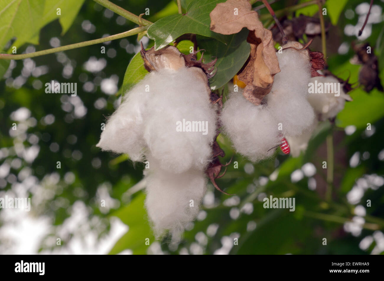 Boules de coton Prêt pour la récolte, province de Loei, Thaïlande Banque D'Images