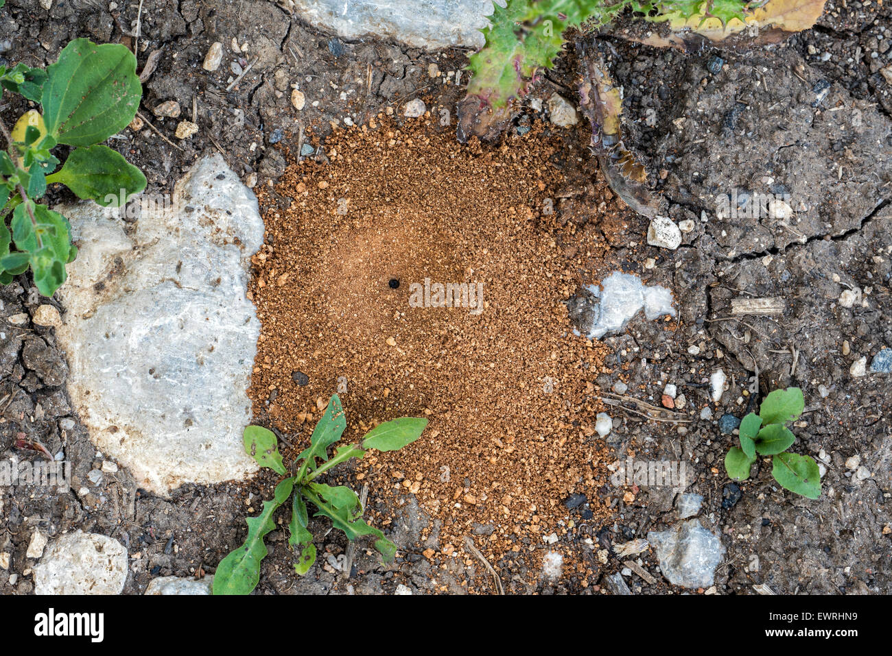 Piège à sable en forme de cône d'un antlion / Myrmeleontidae ant (lion) Banque D'Images