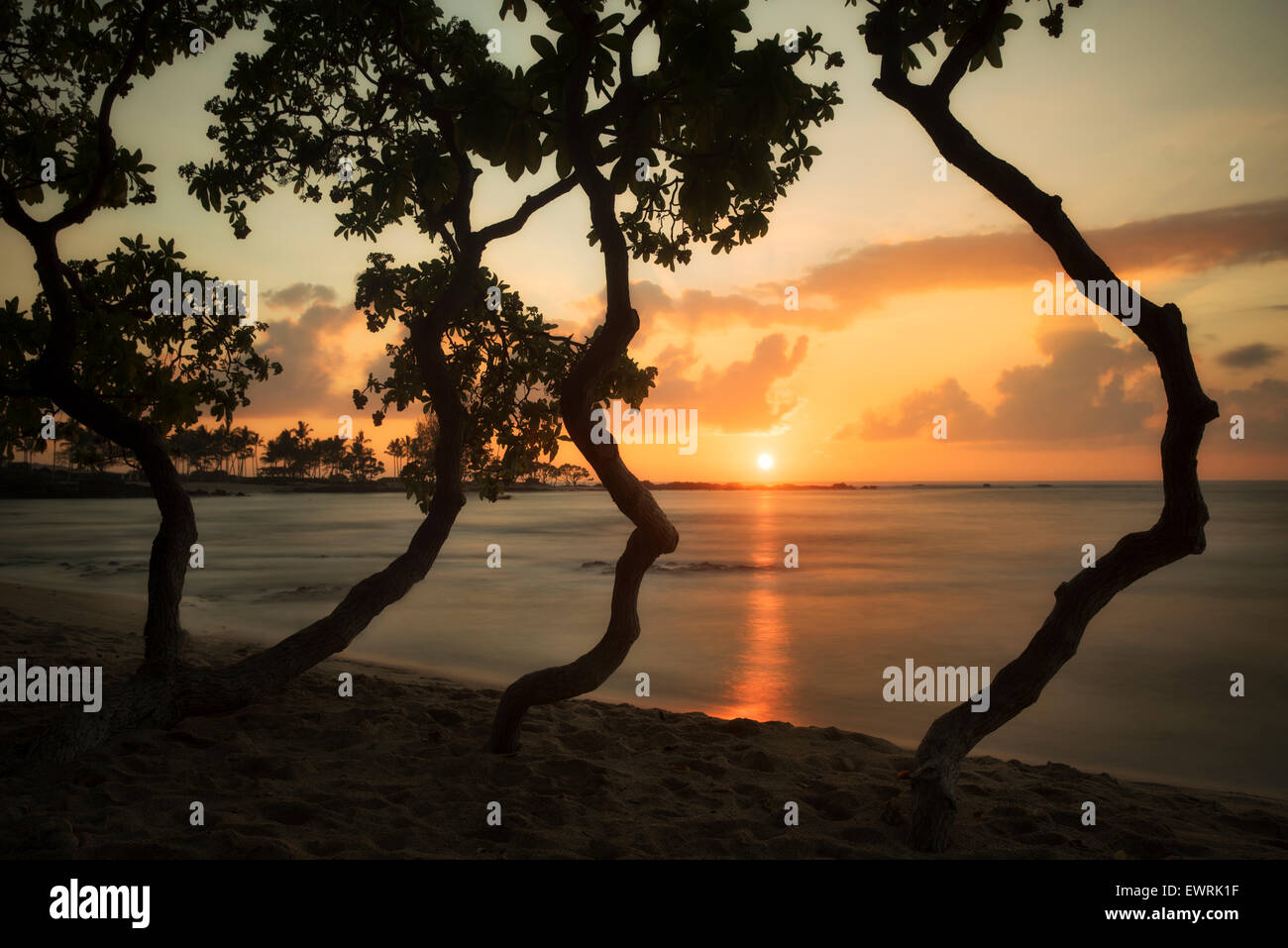 Coucher du soleil à travers les arbres sur la côte Kohala. New York, la grande île. Banque D'Images
