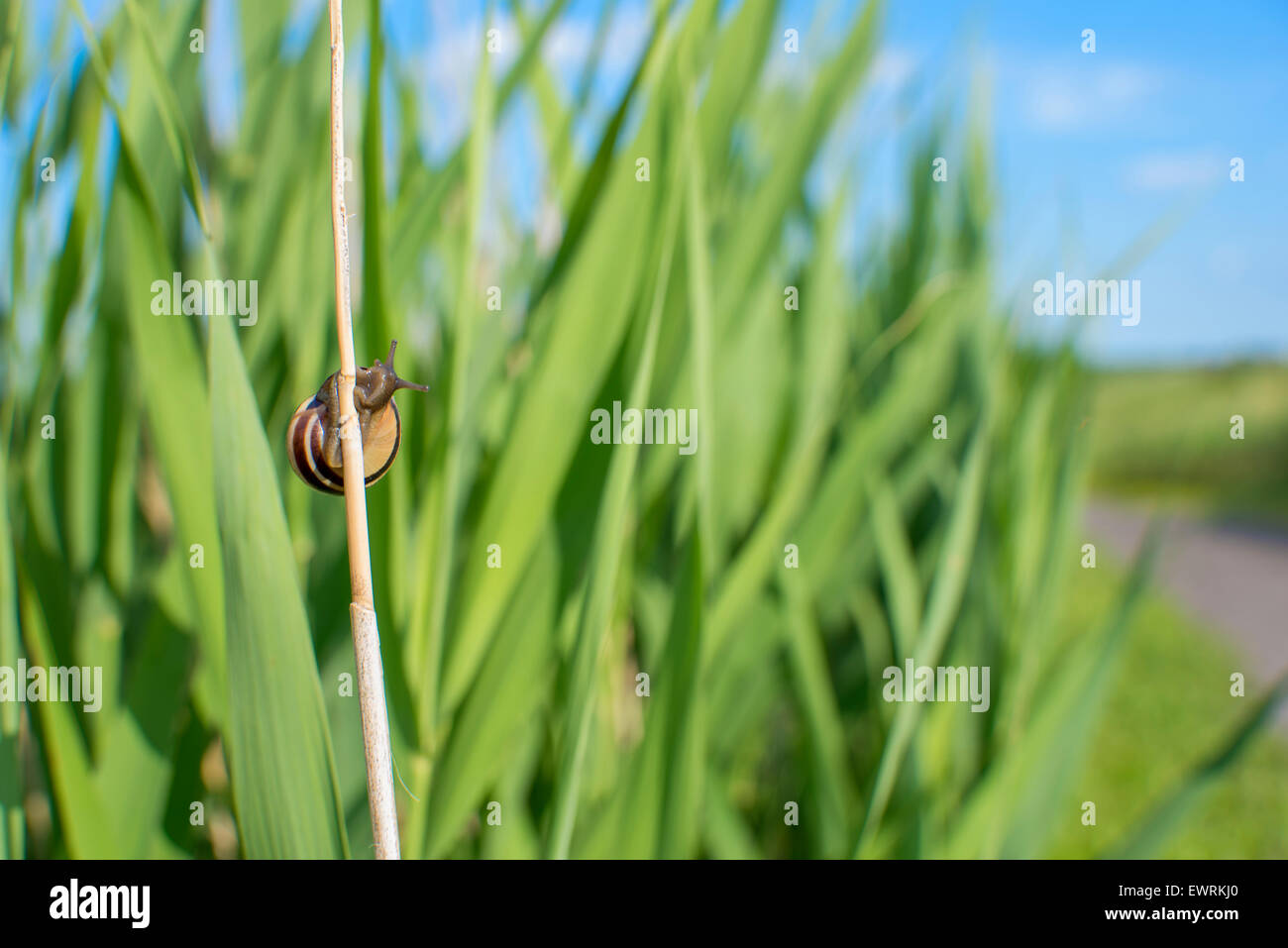 Une escalade de l'escargot d'herbe un jour d'été Banque D'Images