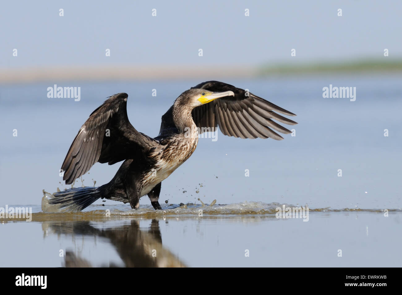 Grand cormoran avec ailes ouvertes au matin bleu lake Banque D'Images