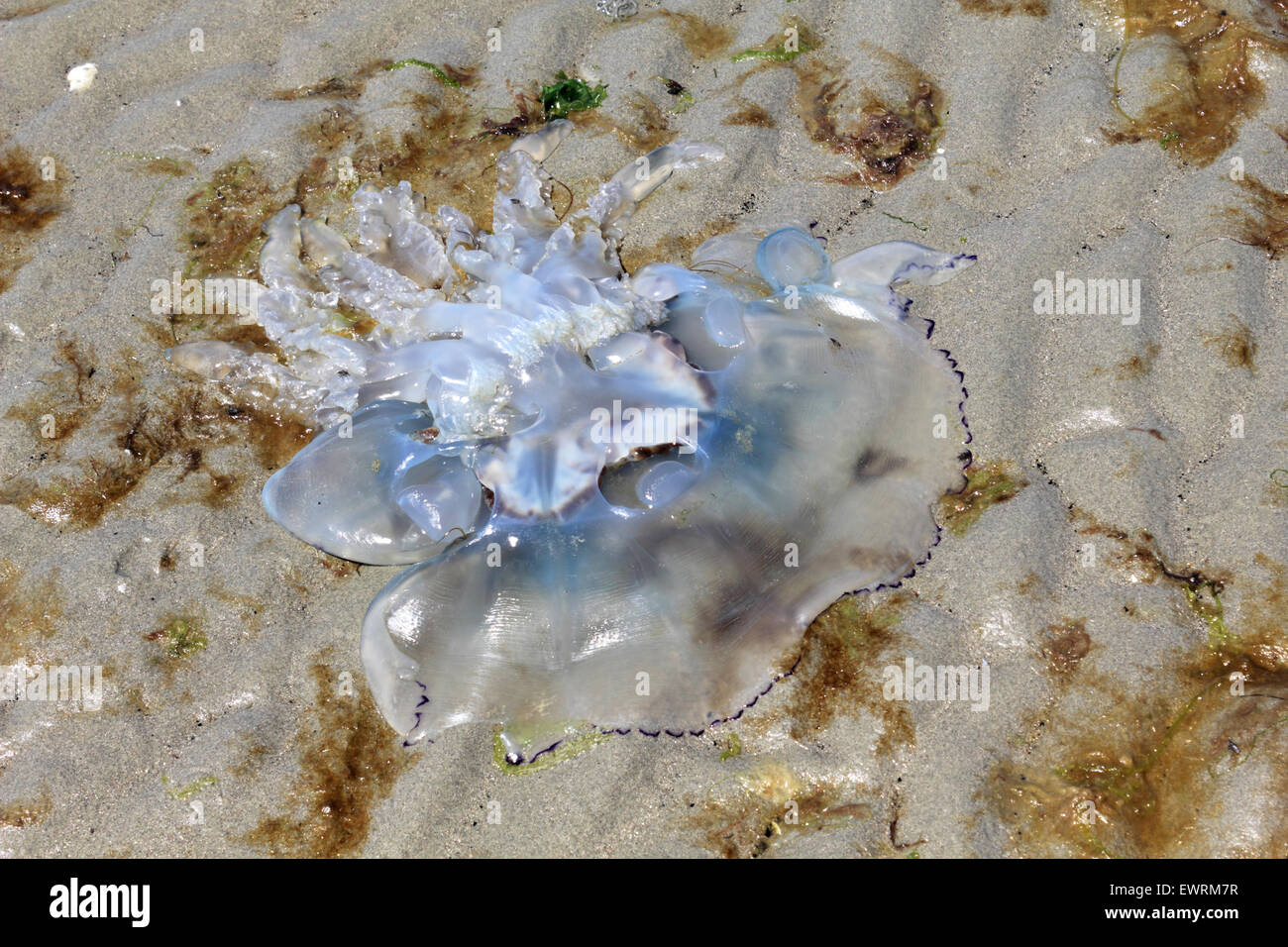 West Wittering Beach, West Sussex, UK. 30 Juin, 2015. Le baril méduse échouée sur la plage à l'Est de West Wittering Spit. Credit : Julia Gavin UK/Alamy Live News Banque D'Images