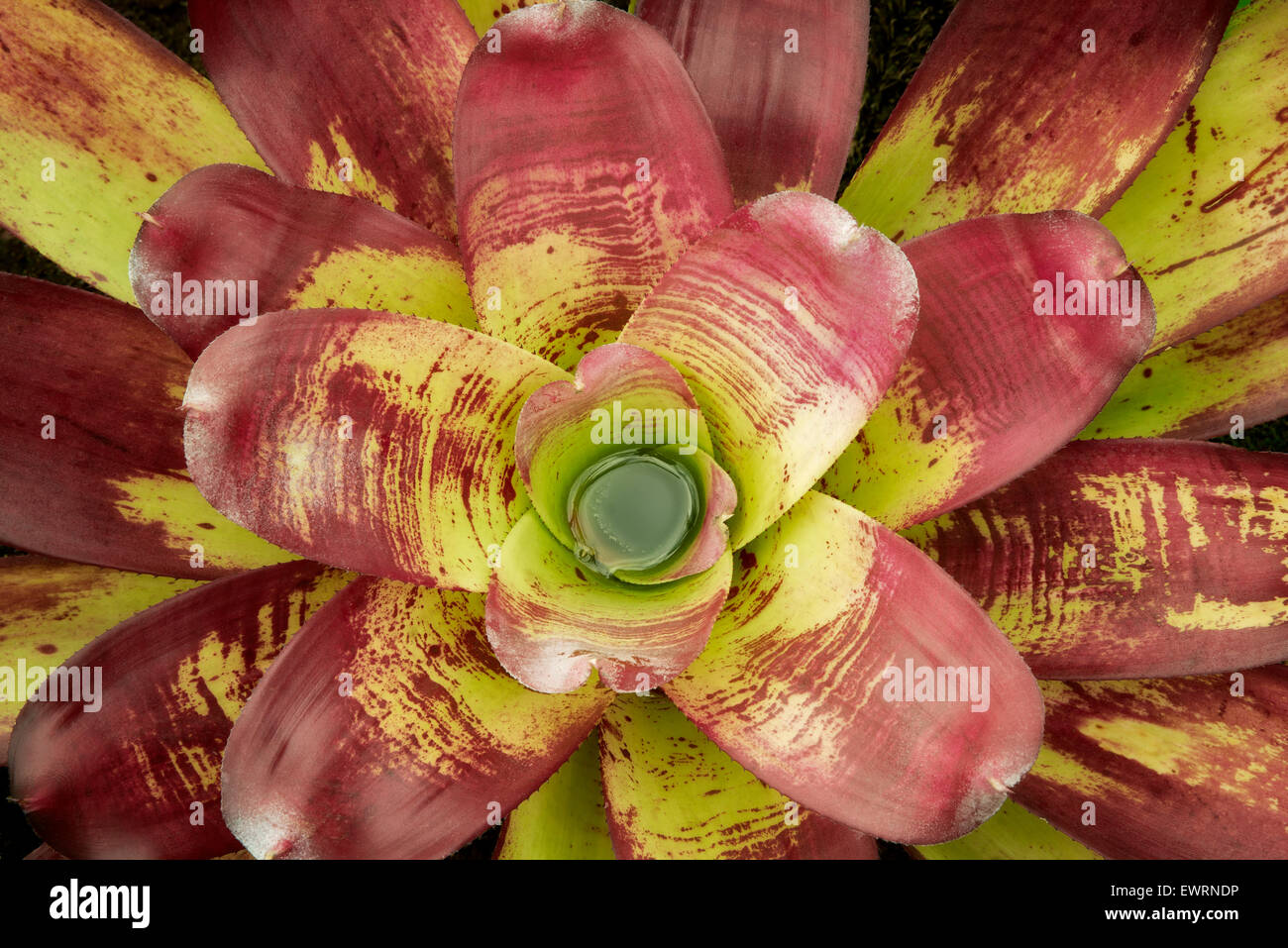 Close up of colorful Bromelia. La Big Island, Hawaii. Banque D'Images