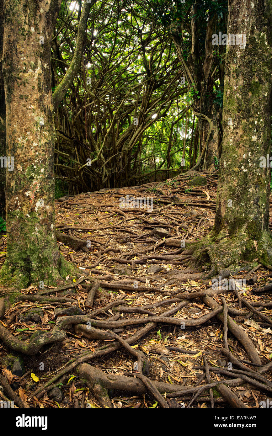 Chemin et les racines des arbres à Rainbow Falls. New York, la Grande Île Banque D'Images